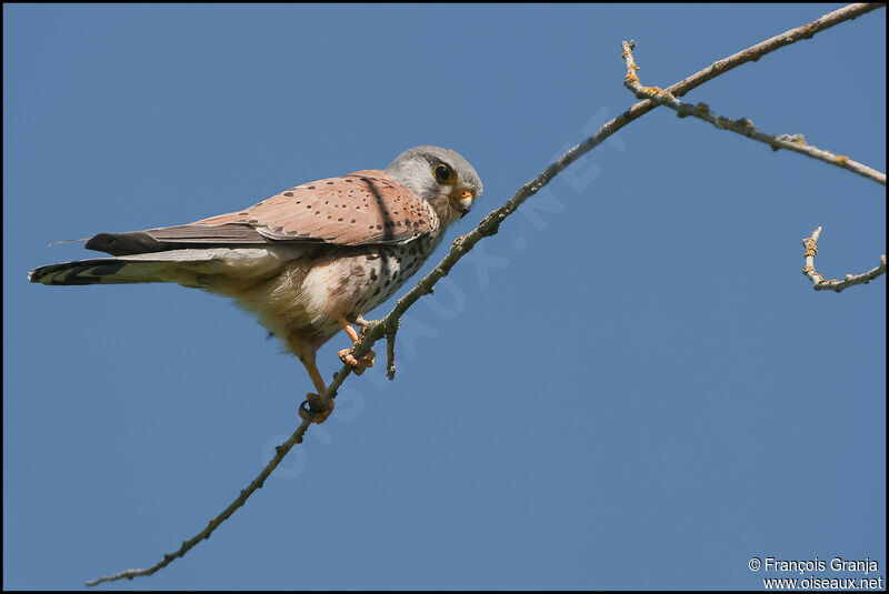 Faucon crécerelleadulte