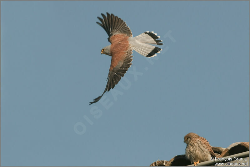 Lesser Kestrel adult