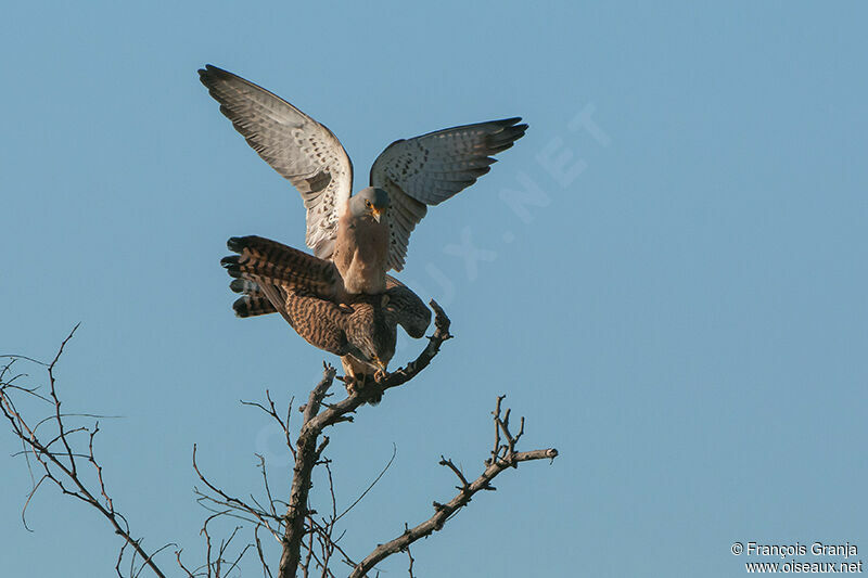 Lesser Kestrel male adult