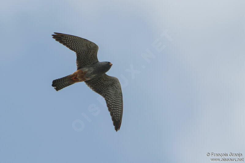 Red-footed Falcon male