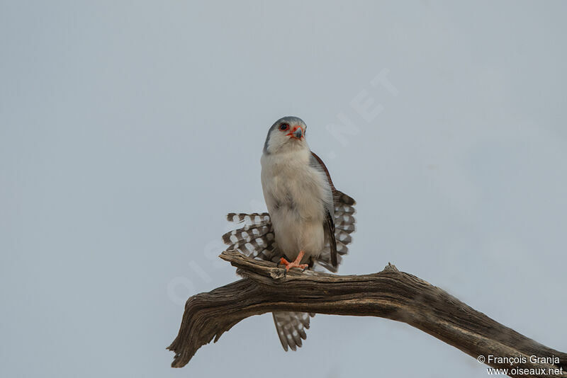 Pygmy Falcon