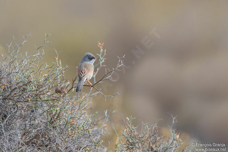 Spectacled Warbler