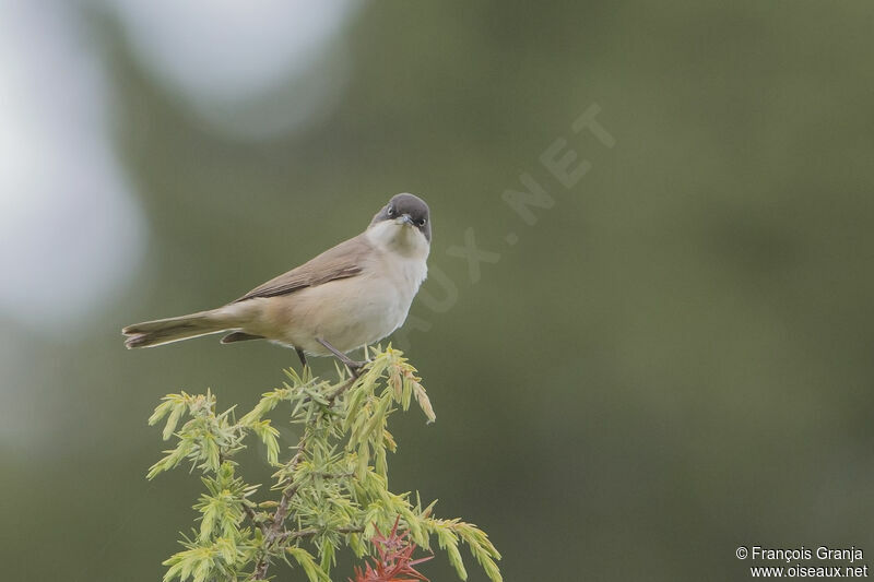 Western Orphean Warbler