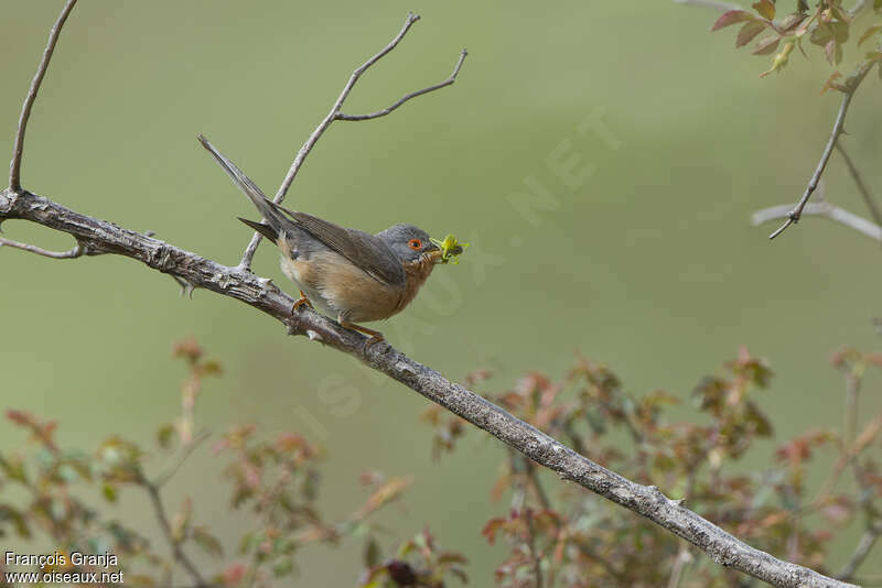 Western Subalpine Warbler male adult breeding, feeding habits, fishing/hunting