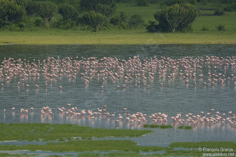 Lesser Flamingo