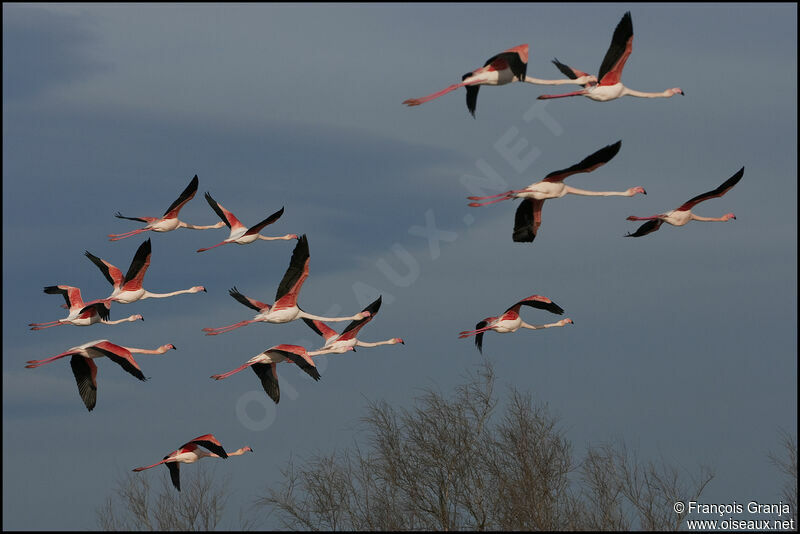 Greater Flamingoadult, Flight