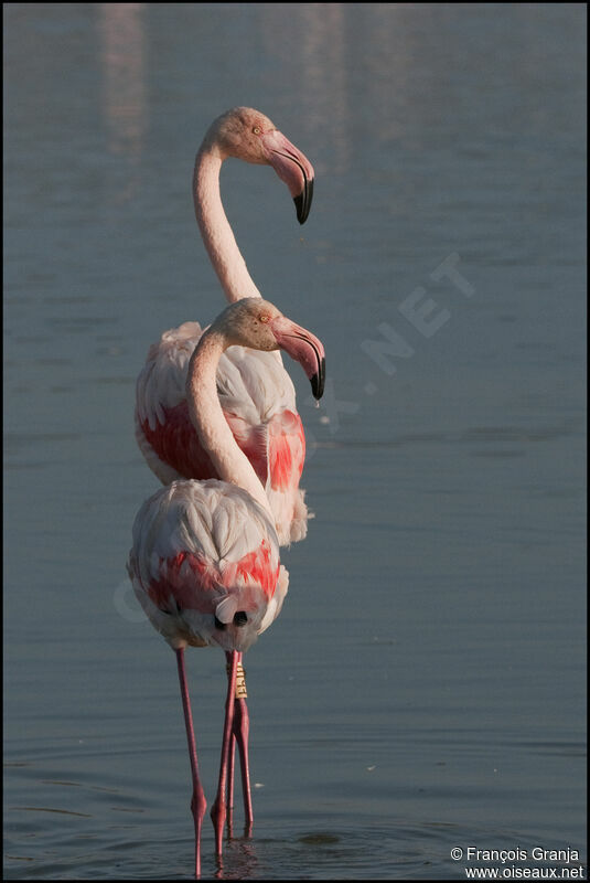 Flamant roseadulte