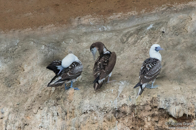 Peruvian Boobyadult