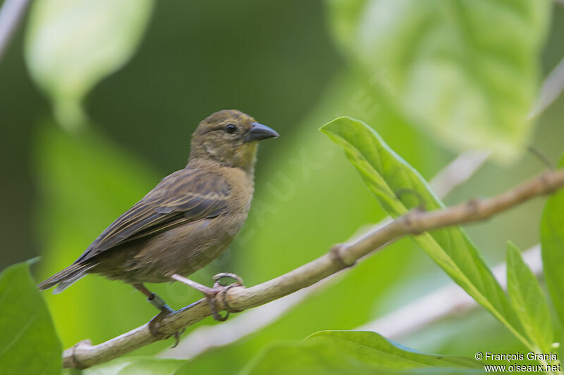 Seychelles Fodyadult