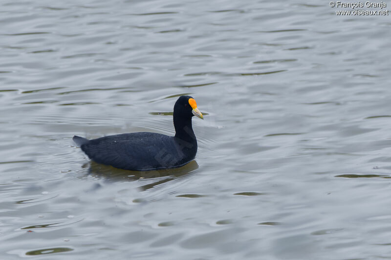 Foulque leucoptère