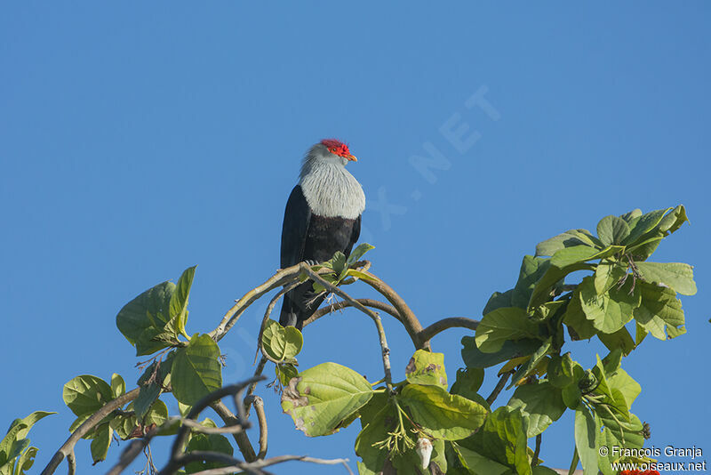 Seychelles Blue Pigeon male adult