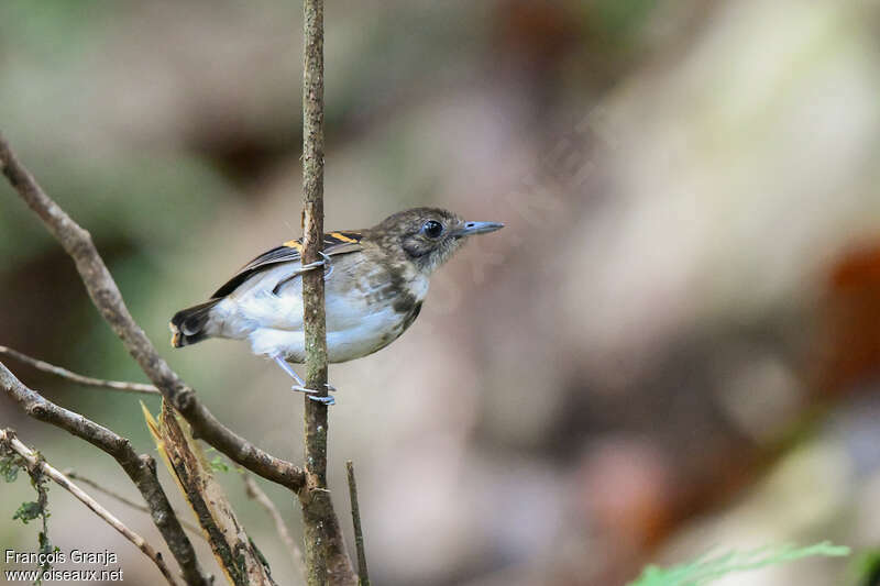 Spotted Antbird female adult, habitat, pigmentation