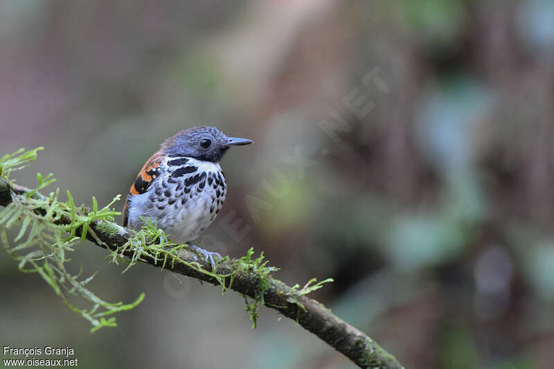 Spotted Antbird male adult, habitat, pigmentation