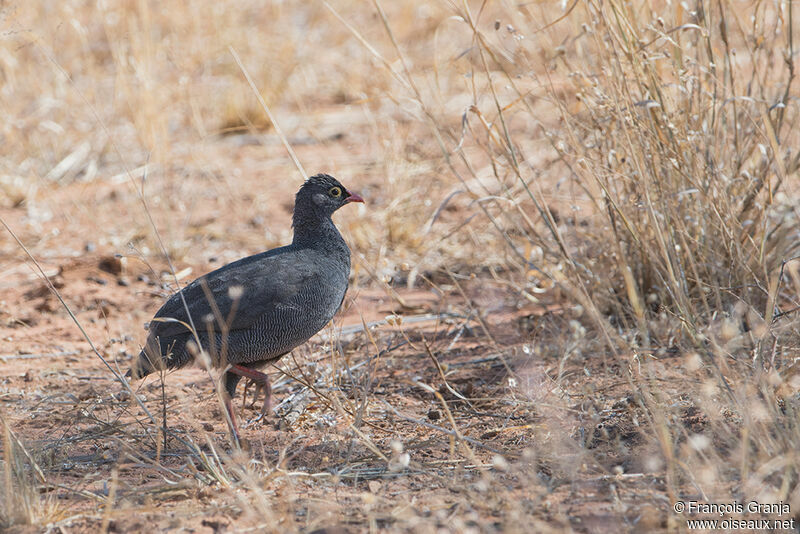 Francolin à bec rouge