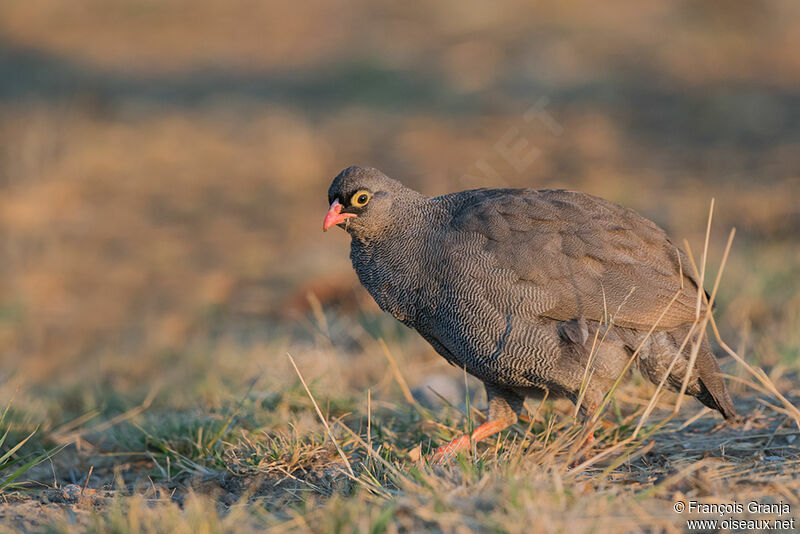 Francolin à bec rouge