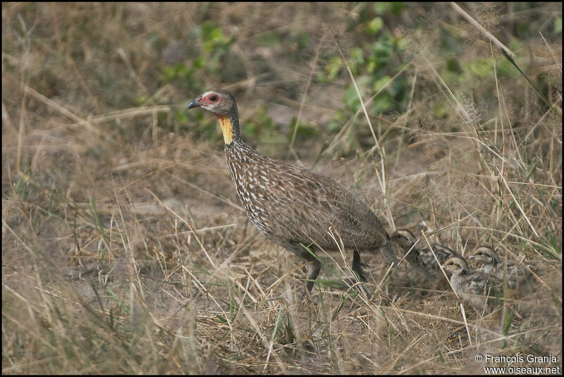 Yellow-necked Spurfowl female juvenile