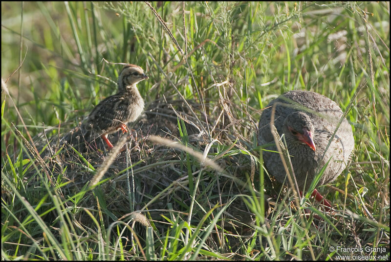 Francolin à gorge rouge femelle