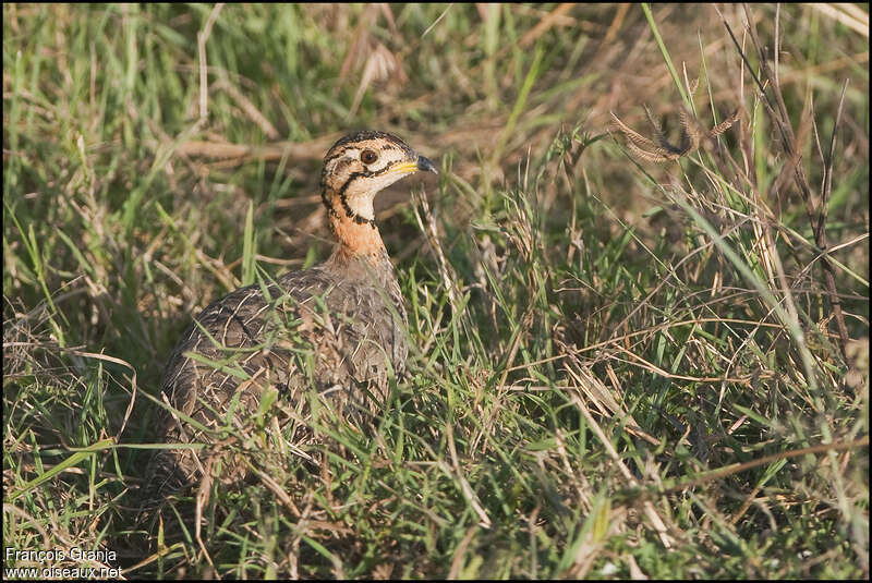 Coqui Francolin female adult, identification, Behaviour