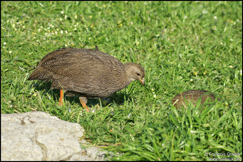 Francolin criard femelle