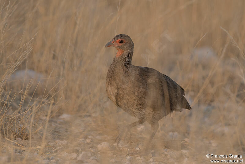 Swainson's Spurfowl