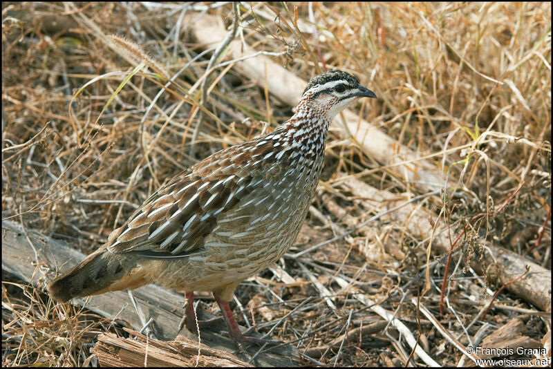 Francolin huppé