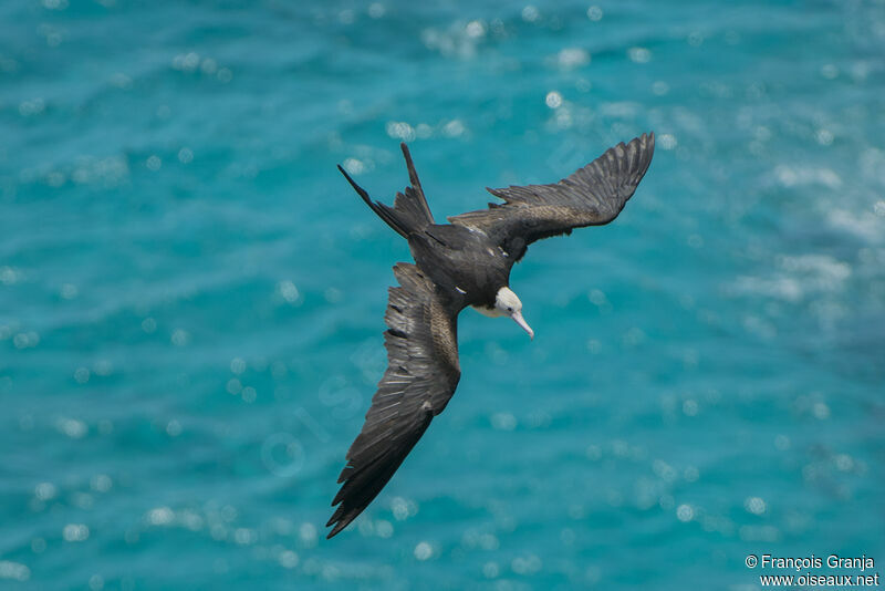 Great Frigatebird female adult