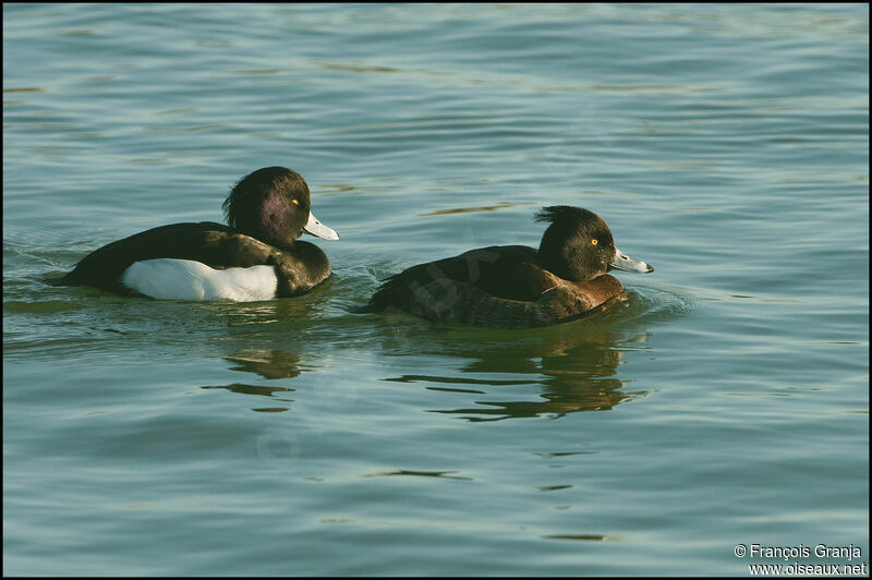 Tufted Duck adult