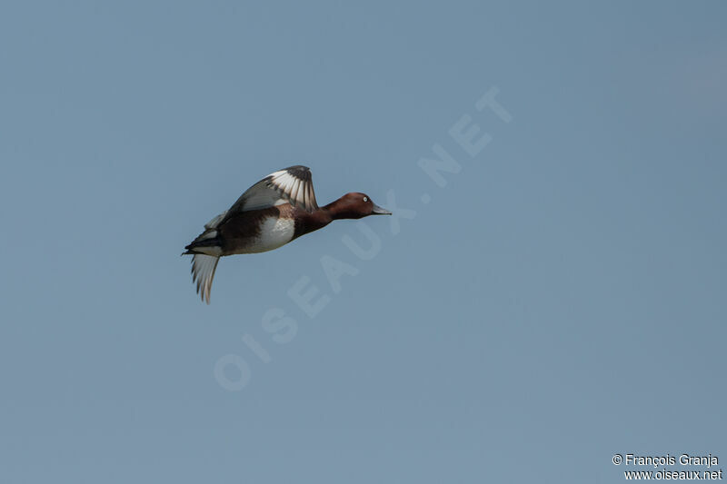 Ferruginous Duck