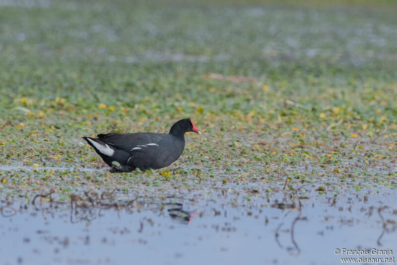 Gallinule d'Amérique