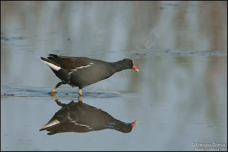 Gallinule poule-d'eauadulte