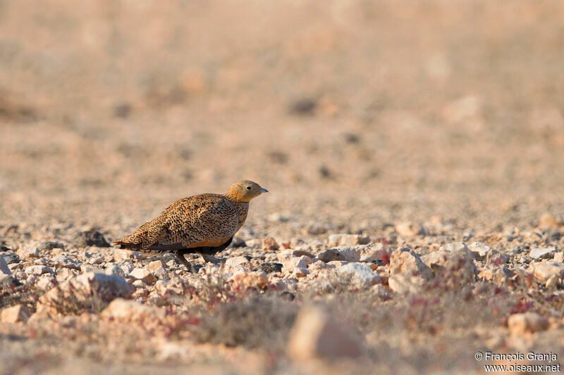 Black-bellied Sandgrouse female