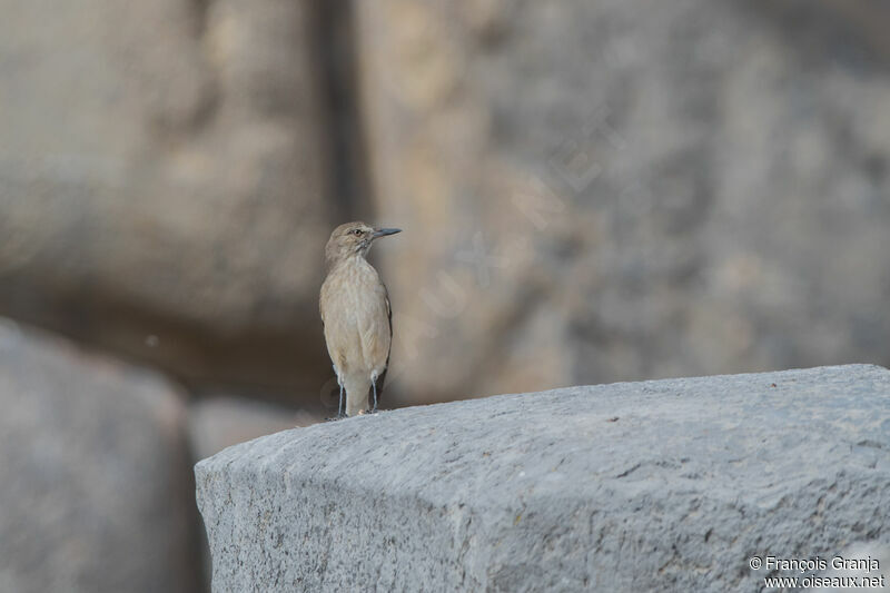 Black-billed Shrike-Tyrant