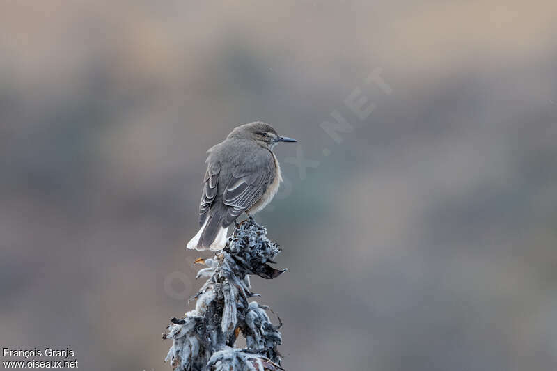 White-tailed Shrike-Tyrantadult