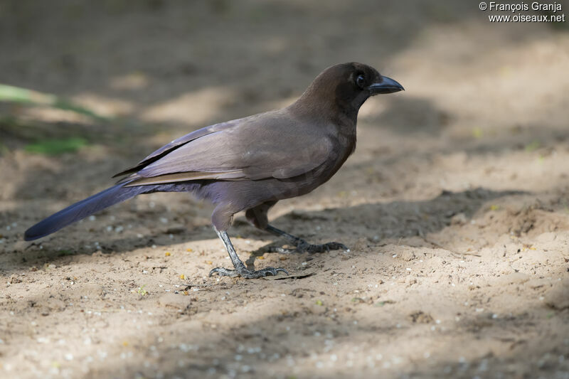 Purplish Jay