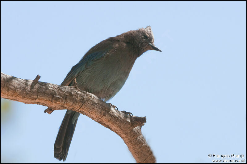 Steller's Jay