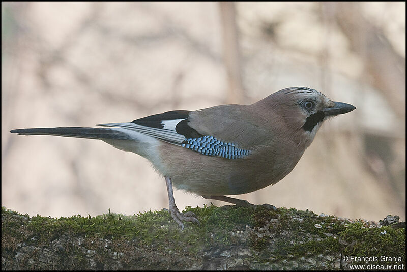 Eurasian Jayadult