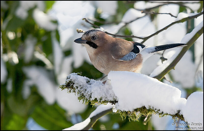 Eurasian Jayadult