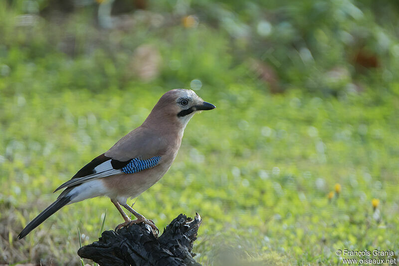 Eurasian Jayadult