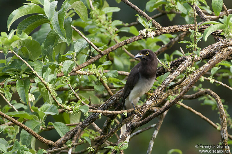 Brown Jayadult