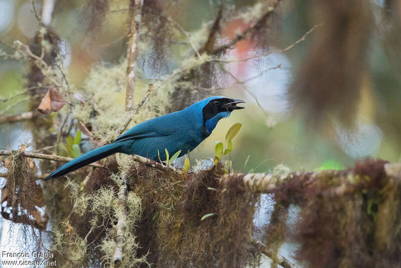 Geai turquoiseadulte, habitat, régime, mange