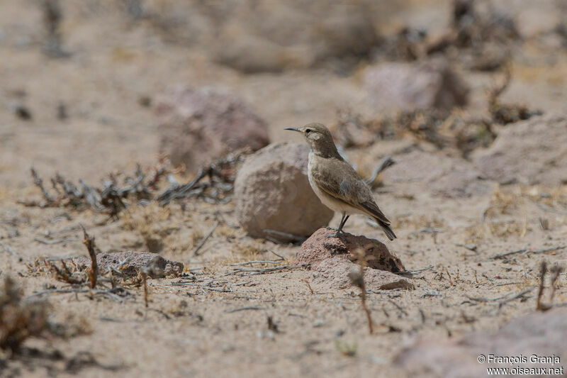 Common Miner