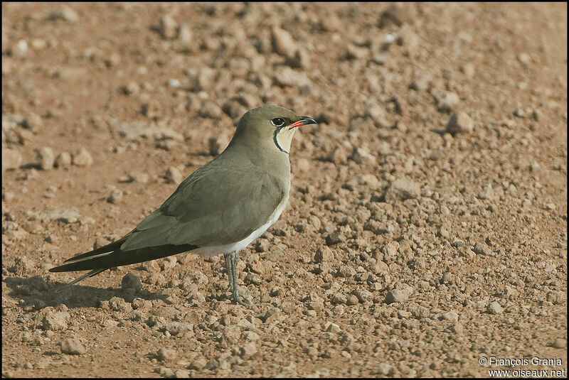 Collared Pratincoleadult