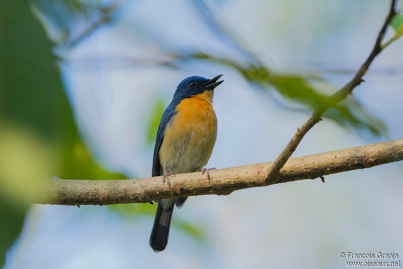 Tickell's Blue Flycatcher