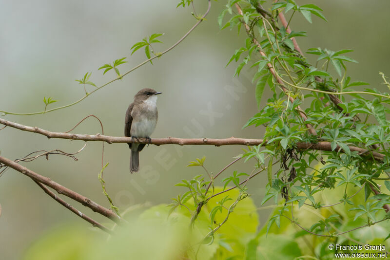 Swamp Flycatcher