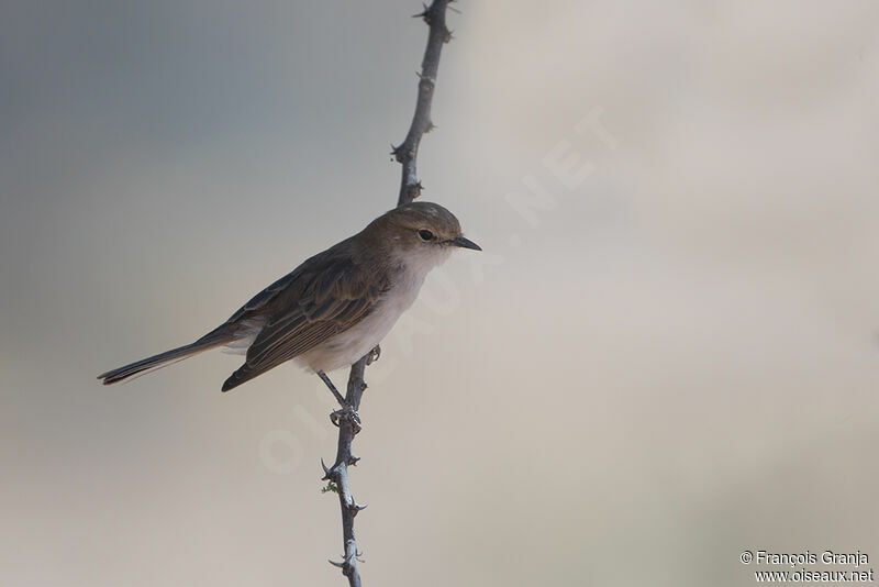 Marico Flycatcher