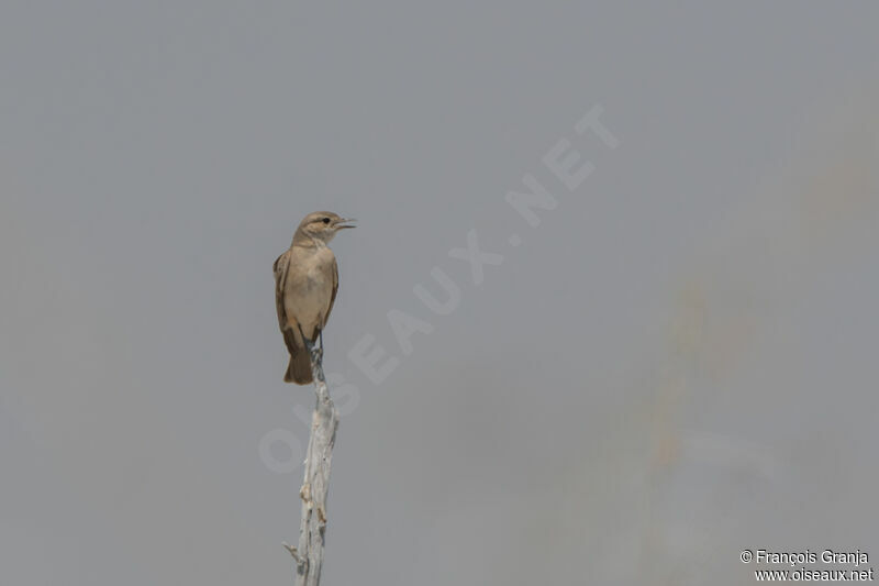 Chat Flycatcher