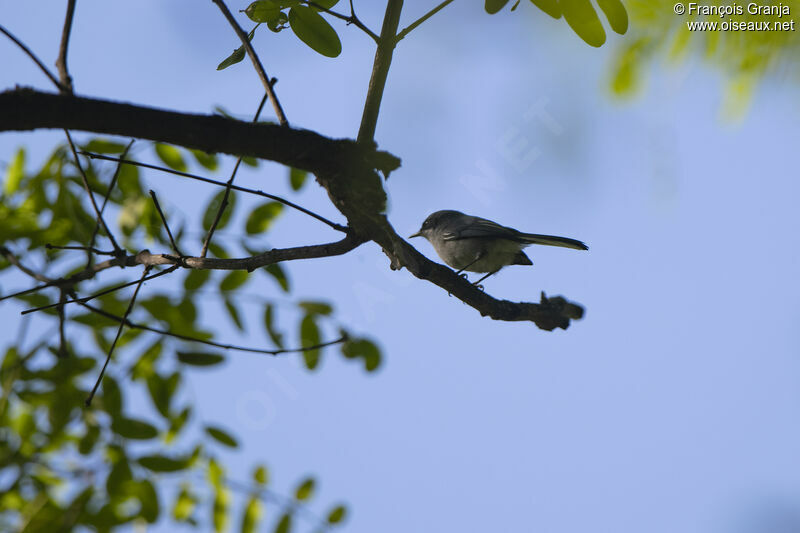 Masked Gnatcatcher