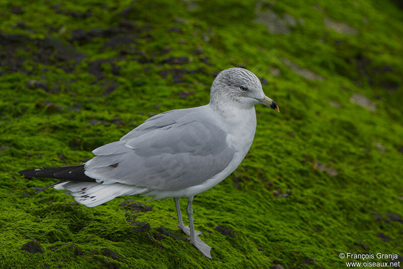 Ring-billed Gull