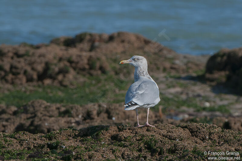 Goéland argenté