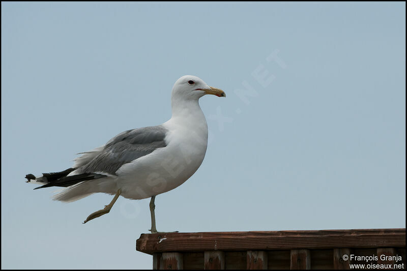 Goéland de Californieadulte